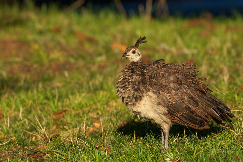 Kitchen Sink (One variant on sale)